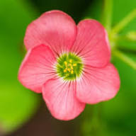 Red Oxalis Flower Seeds – Heirloom, Non-GMO, High Germination Organic Garden Seeds for Planting