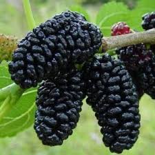 Black Red Mulberry Fruit Seeds for Planting – Heirloom Non-GMO High Germination Organic Garden Seeds