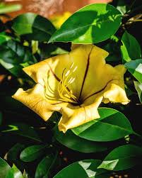 Solandra Flower Seeds for Planting – Heirloom, Non-GMO, High Germination Organic Garden Seeds