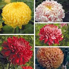 Mixed Chrysanthemum Flower – Heirloom, Non-GMO, High Germination Organic Garden Seeds for Planting