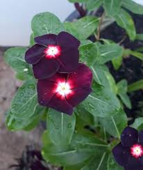 Vinca Flower Seeds Marron – Heirloom Non-GMO High Germination Organic Garden Seeds