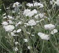 White Lychnis Coronaria Flower Seeds Heirloom Non-GMO High Germination Organic Garden Seeds for Planting