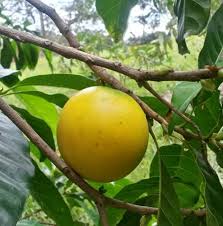 Yellow Abius Seeds for Planting Heirloom Non-GMO High Germination Organic Garden Seeds
