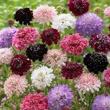 Mixed Scabious Flower Seeds for Planting – Heirloom, Non-GMO High Germination Organic Garden Seeds