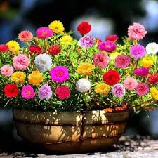 Moss Rose Flower Seeds for Planting – Heirloom Non-GMO High Germination Organic Garden Seeds
