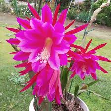 Pink Epiphyllum Oxypetalum Flower Seeds Heirloom Non-GMO High Germination Organic Garden Seeds for Planting