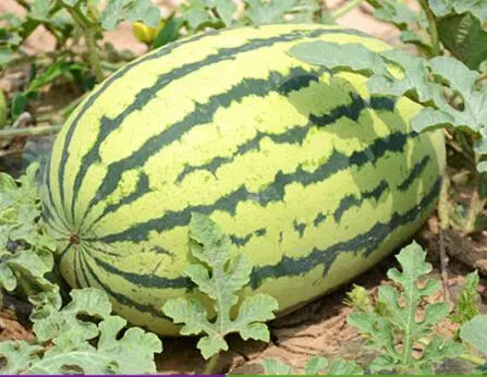 Asian Long Watermelon Seeds for Planting – Heirloom Non-GMO High Germination Organic Garden Seeds Sweet Red Flesh High-Yield Summer Fruit Seeds for Planting