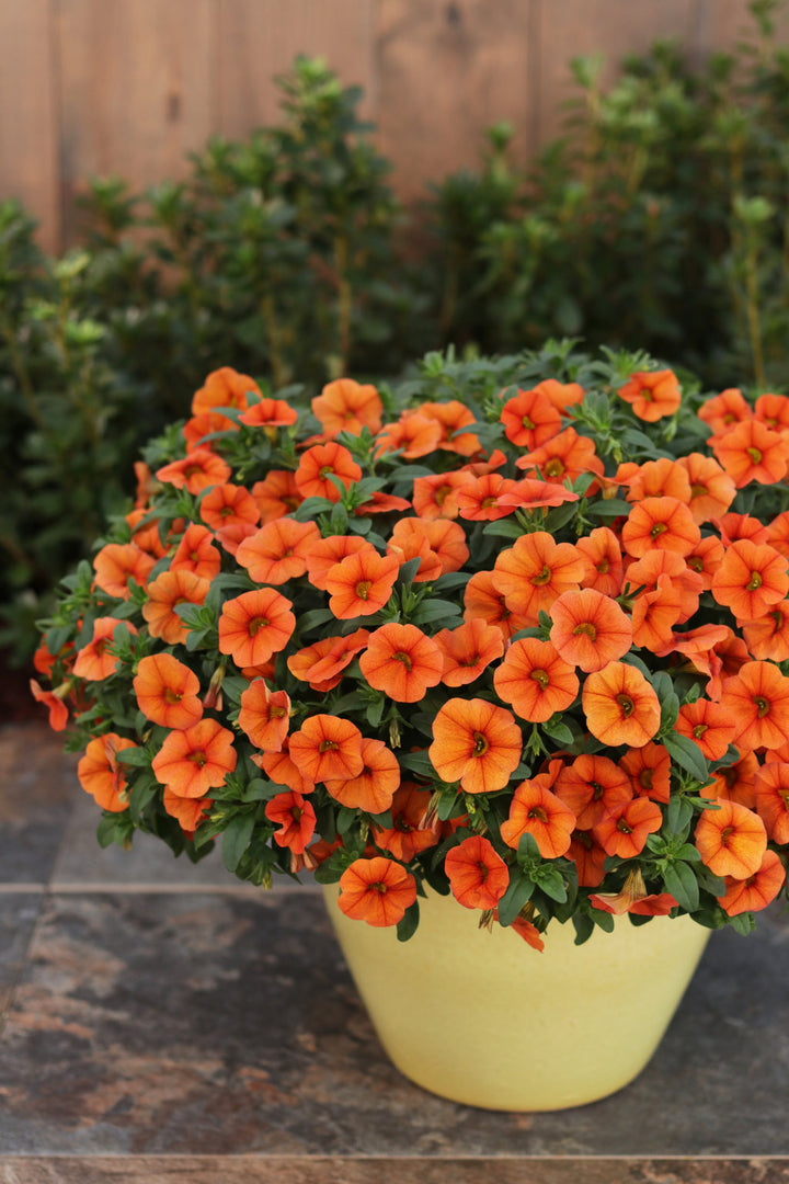 Semillas de Flor de Calibrachoa Naranja – Semillas de Jardín Orgánicas, Herencia, No OGM, de Alta Germinación