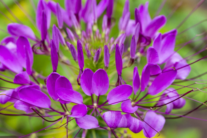 Cleome Flower Seeds Violet for Planting – Heirloom Non-GMO High Germination Seeds