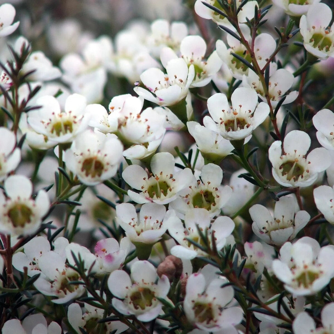Semillas de flores de Chamelaucium blanco para plantar – Semillas reliquia no transgénicas de alta germinación