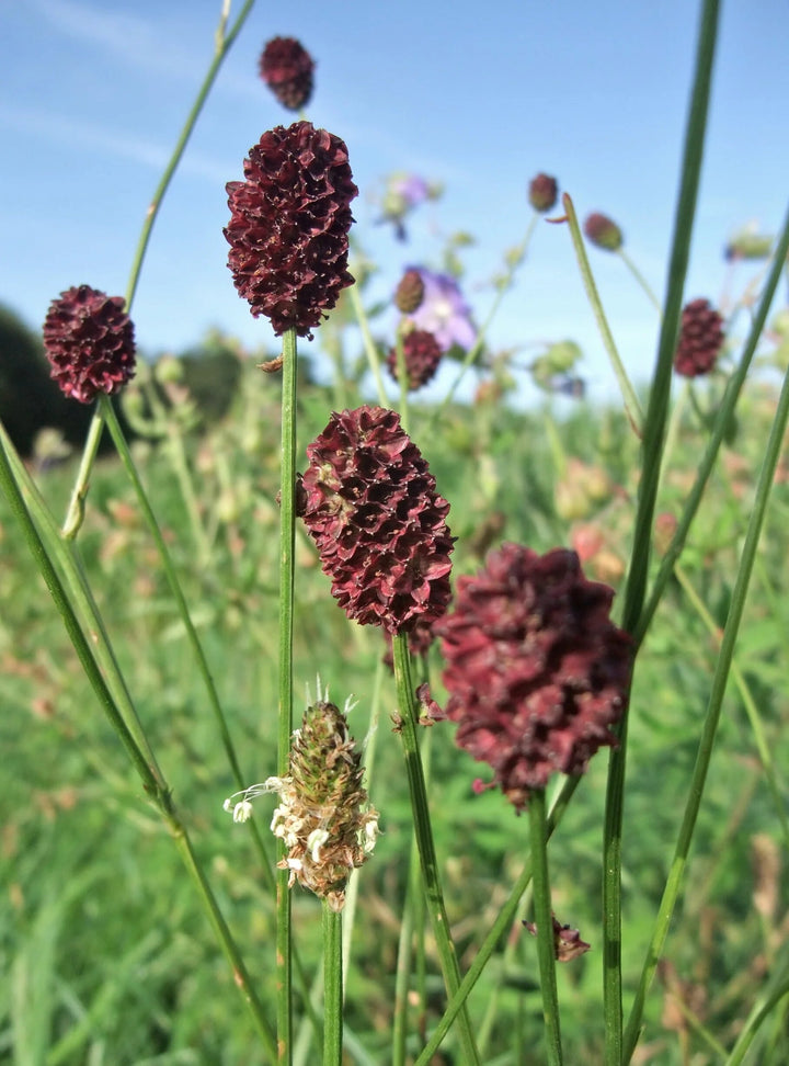 Maroon Organic Sanguisorba Flower Seeds – Heirloom, Non-GMO, High Germination Seeds