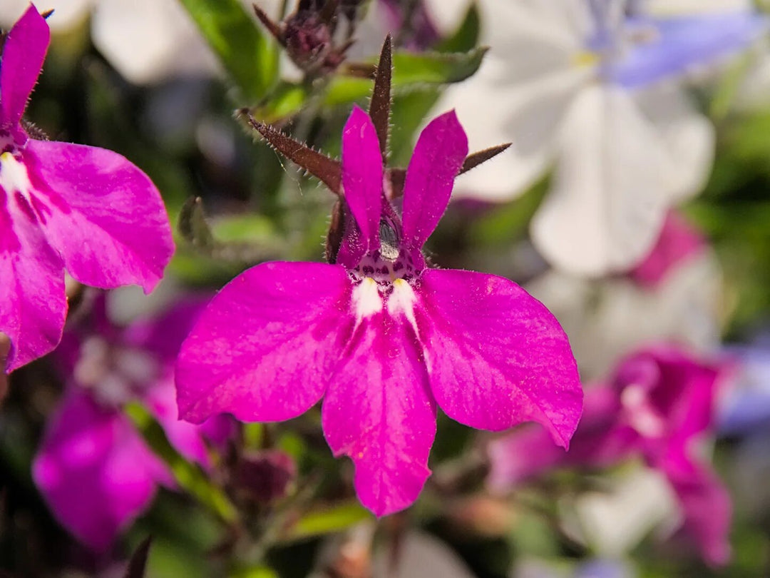 Lobelien Regatta Blumensamen Rosa – Alte Sorte Gentechnikfrei Hohe Keimfähigkeit