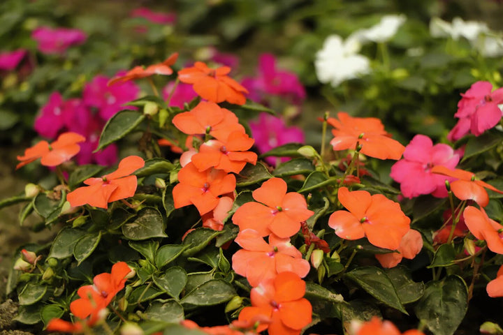 Giant Impatiens Flower Seeds Orange – Heirloom, Non-GMO, High Germination Seeds