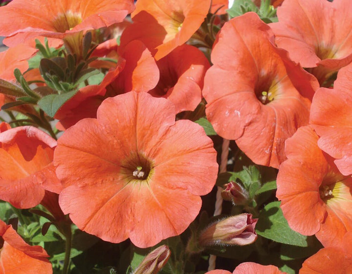 Giant Petunia Flower Seeds Orange – Heirloom, Non-GMO, High Germination Seeds