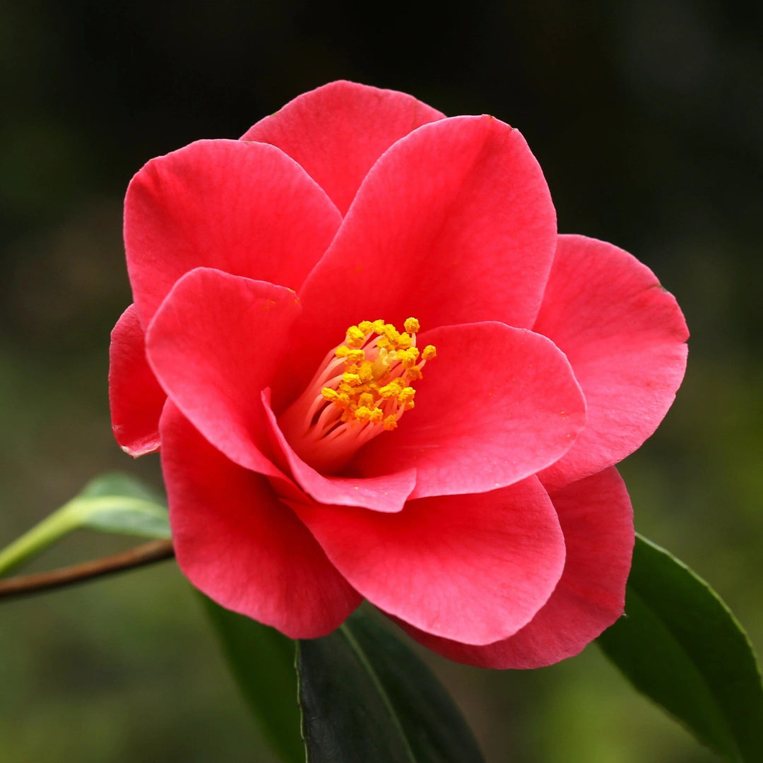 Camellia Japonica Flower Seeds Red – Heirloom, Non-GMO, High Germination Seeds