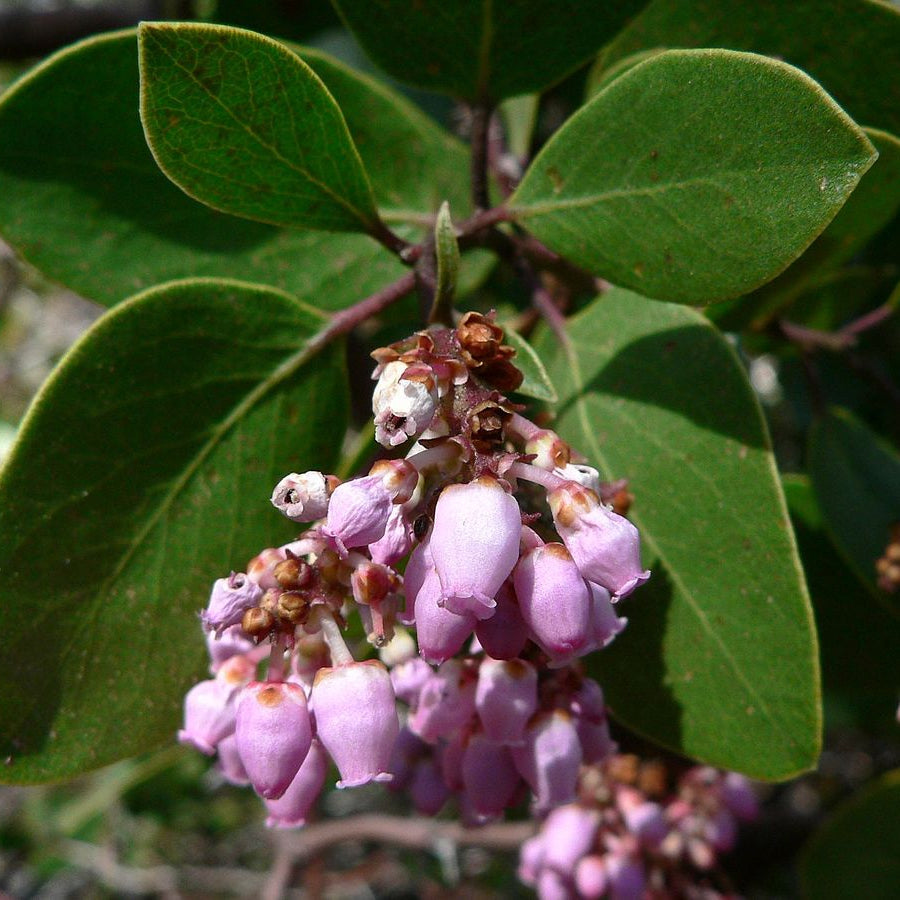 Whiteleaf Manzanita herb seeds