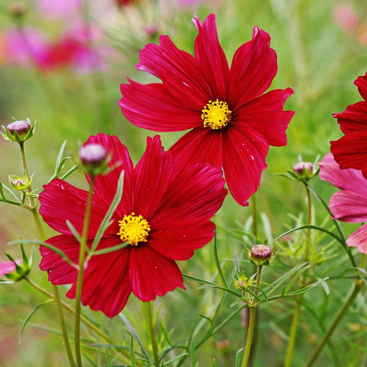 Cosmos Flower Seeds Red – Heirloom Non-GMO High Germination Organic Seeds