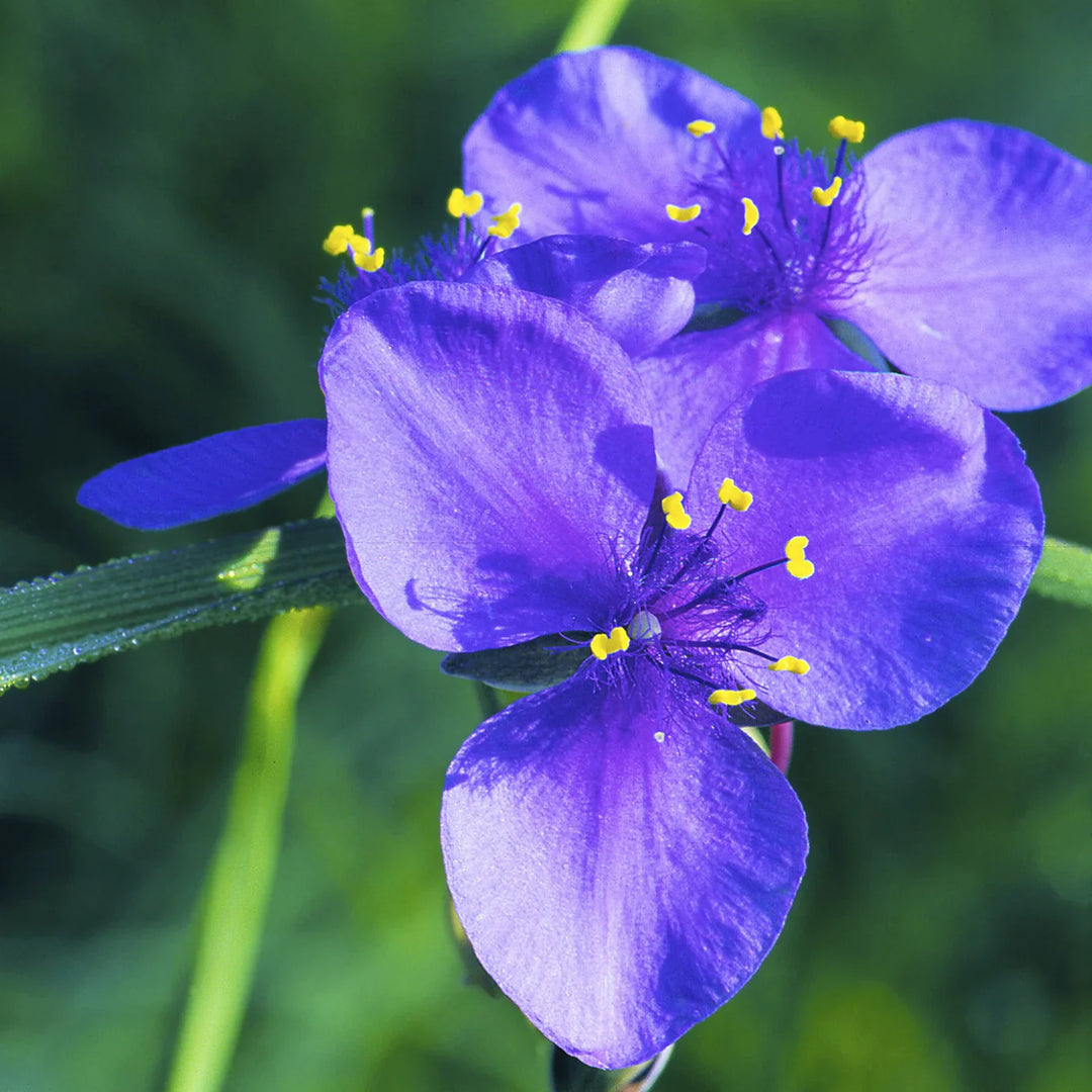 spiderwort tradescantia flower seeds
