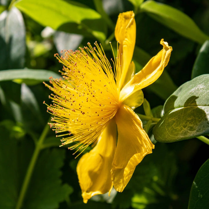 Hypericum Cerastoides Flower Seeds Yellow – Heirloom Non-GMO High Germination Seeds
