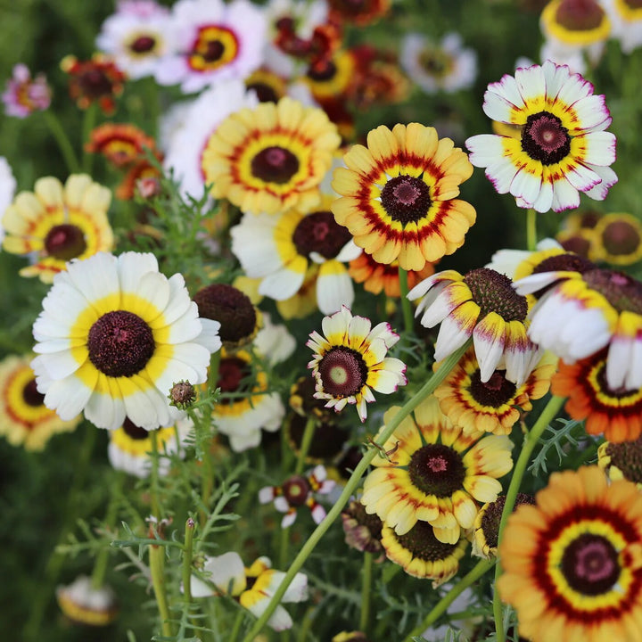 Daisy Flowers Seeds Perennial – Heirloom, Non-GMO, High Germination Organic Seeds