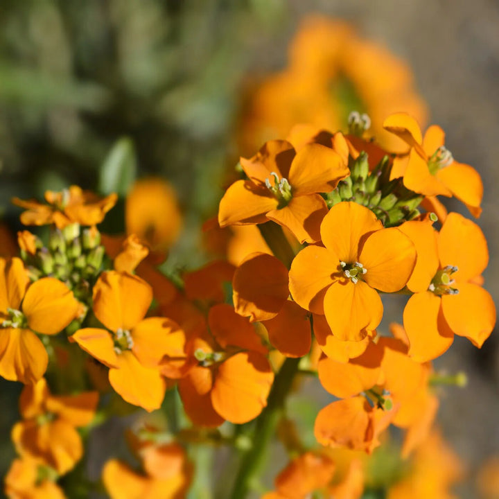 Orange Cheiranthus Allionii Flower Seeds – Heirloom, Non-GMO, High Germination