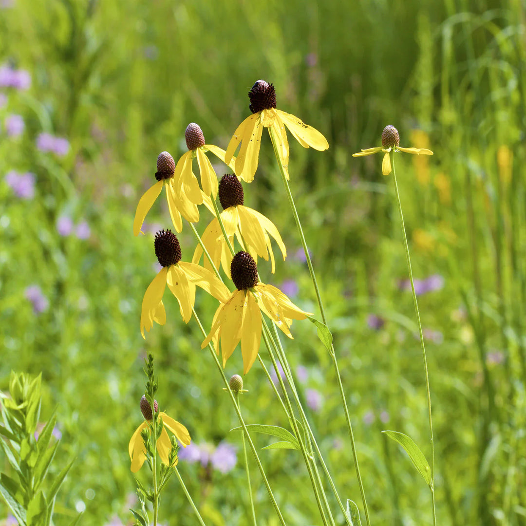 yellow coneflower flower seeds