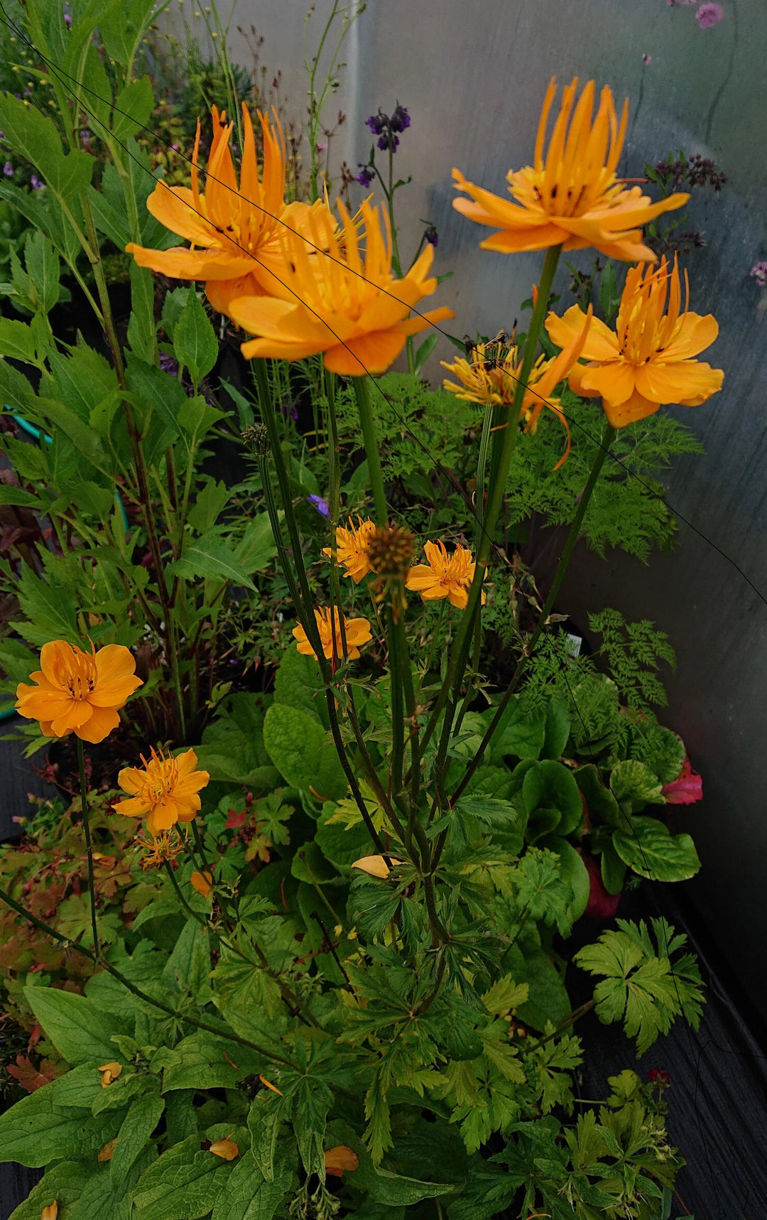 Orange Trollius Flower Seeds – Heirloom, Non-GMO, High Germination Seeds