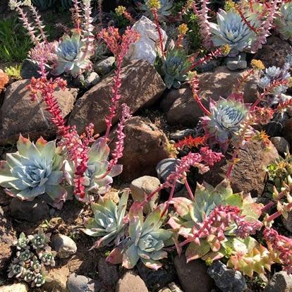 Dudleya Flower Seeds for Planting – Heirloom, Non-GMO, High Germination Seeds