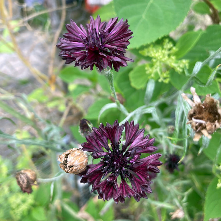 Dark Purple Centaurea Cyanus Flower Seeds for Planting – Heirloom Non-GMO High Germination Seeds Seeds for Planting Organic Garden Seeds