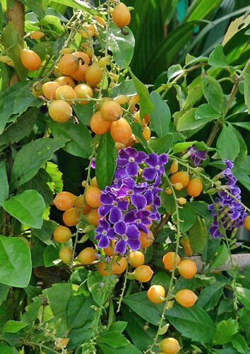 Duranta Flower Seeds – Heirloom, Non-GMO, High Germination Organic Garden Seeds