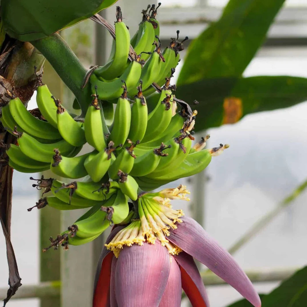 dwarf banana flower seeds