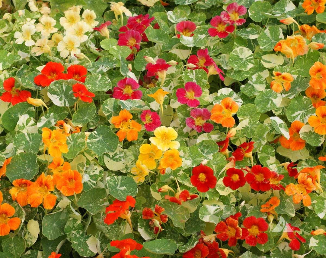 dwarf nasturtium flower seeds
