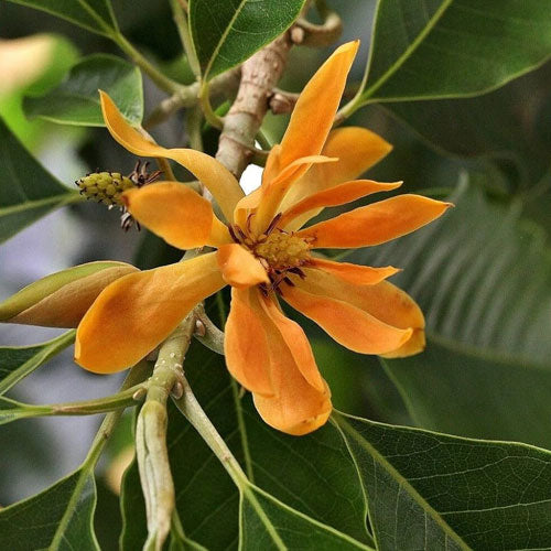 Orange Champaca Flower Seeds – Heirloom, Non-GMO, High Germination Seeds