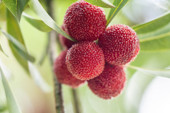 Bayberry Fruit Seeds – Heirloom, Non-GMO, High Germination Organic Garden Seeds