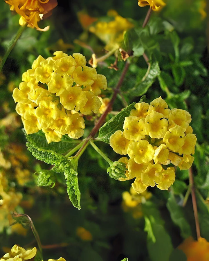 Lantana Flower Yellow Seeds – Heirloom Non-GMO High Germination Organic Seeds