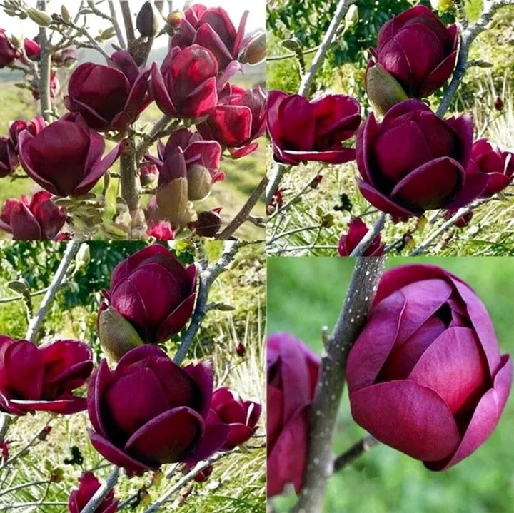 Semillas de flores de magnolia granate – Cimarrón, sin OGM, semillas de alta germinación