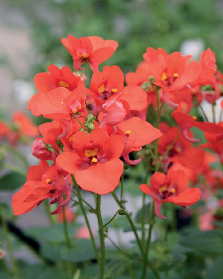 Orange Diascia Flower Seeds – Heirloom, Non-GMO, High Germination Seeds