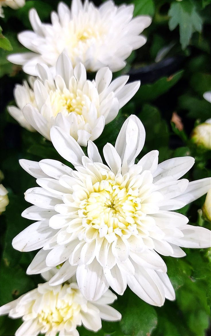 Chrysanthemum Flower Seeds White – Heirloom, Non-GMO, High Germination Seeds