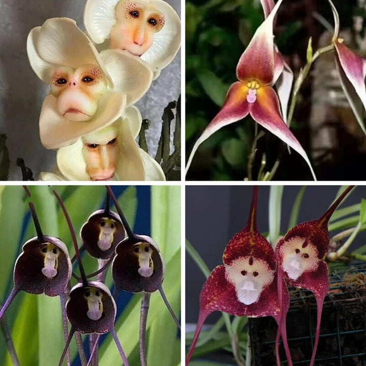 Affen-Orchideen-Blumensamen zum Pflanzen – Gemischte, samenfeste, gentechnikfreie Bio-Gartensamen mit hoher Keimrate