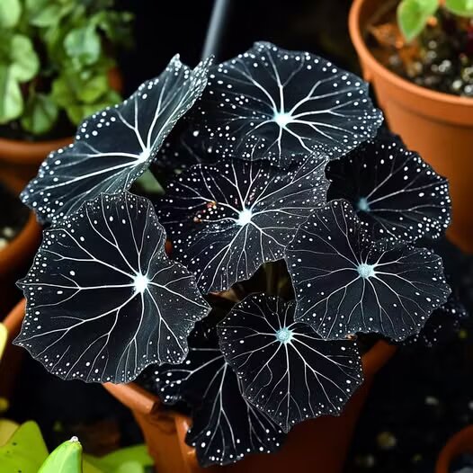 Black Moonlight Butterfly Begonia Flower Seeds – Seeds for Planting Heirloom Non-GMO High Germination Organic Garden Seeds