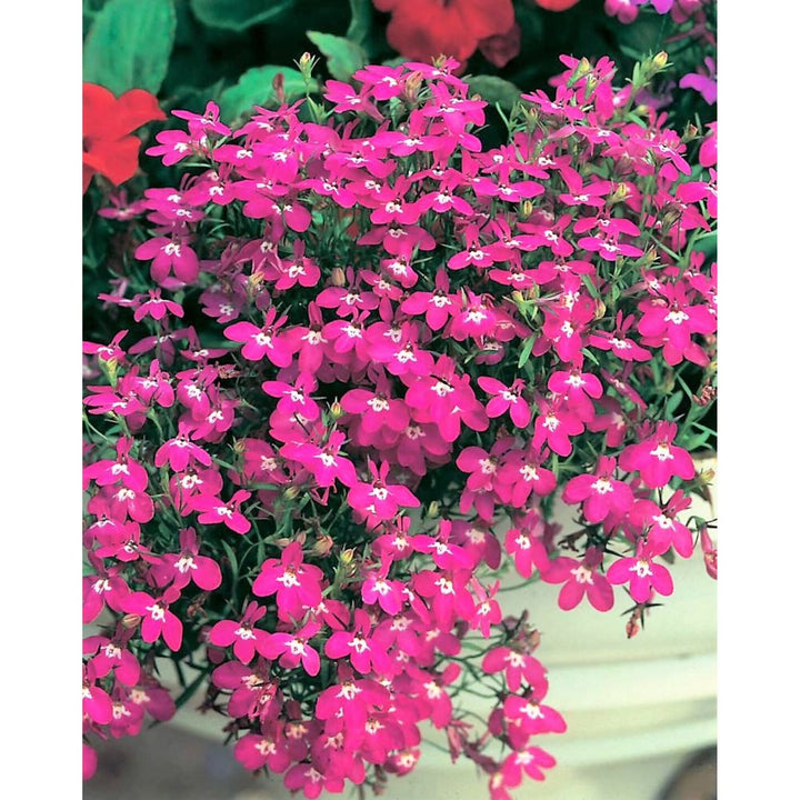 Lobelia Regatta Pink Flower Seeds Heirloom Non-GMO High Germination Organic Garden Seeds for Planting