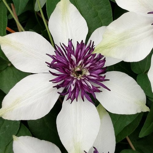 Clematis Flower Seeds White Purple for Planting – Heirloom Non-GMO High Germination Garden Seeds Seeds for Planting Organic Garden Seeds
