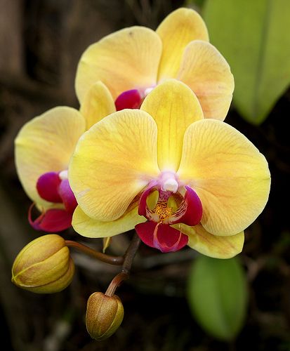Yellow Blooming Orchid Flower Seeds – Heirloom, Non-GMO, High Germination Organic Garden Seeds for Planting