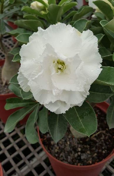 Semillas de Flor de Adenium Gigante Blanca — Semillas de Alta Germinación, sin OGM, de Polinización Abierta