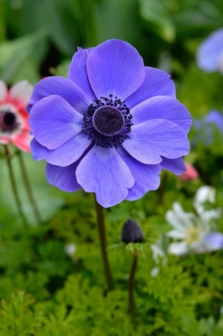Blue Anemone Flower Seeds for Planting – Heirloom Non-GMO High Germination Organic Seeds
