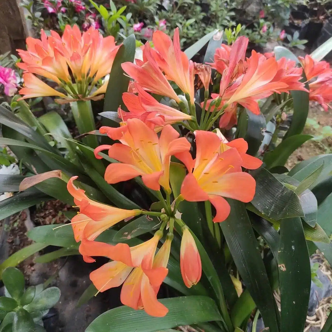 Light Orange Clivia Flower Seeds – Heirloom, Non-GMO, High Germination Seeds