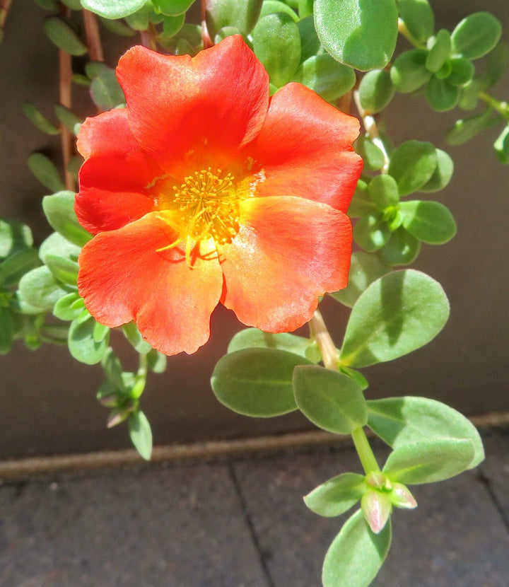 Orange Purslane Flower Seeds for Planting – Heirloom, Non-GMO, High Germination