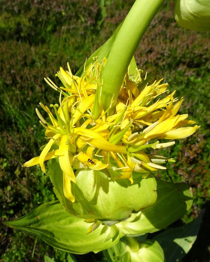 Gentiana Lutea Flower Seeds Yellow Heirloom Non-GMO High Germination Organic Garden Seeds for Planting
