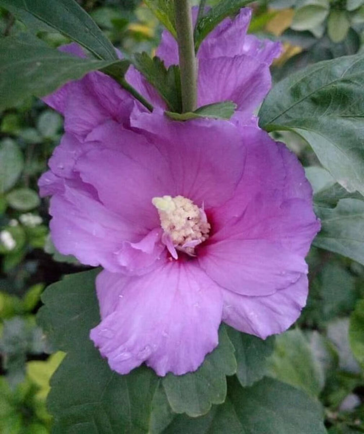 Giant Hibiscus Flower Seeds Lavender — Heirloom Non-GMO High Germination Seeds