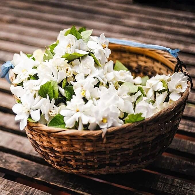 Semillas de Jazmín Perenne Flores Blancas – Herencia, No-GMO, Alta Germinación